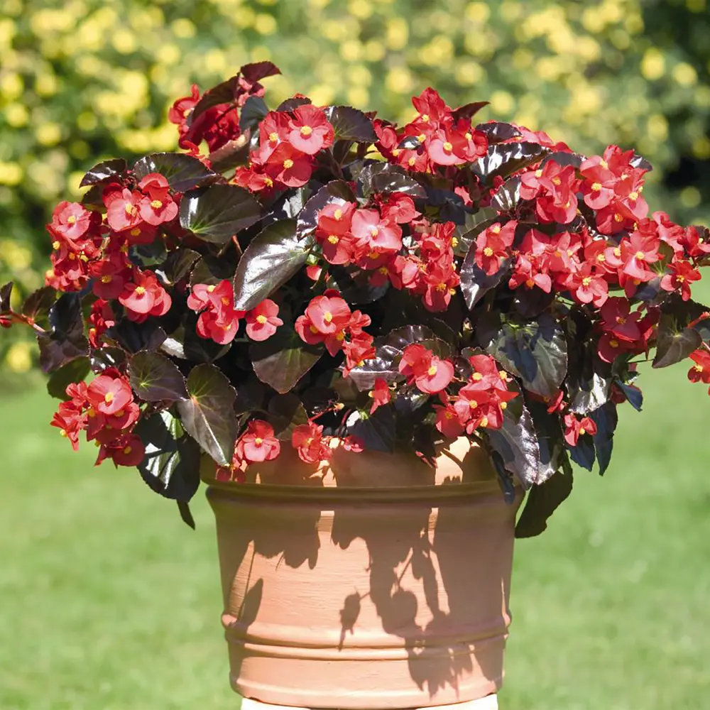 Бегония Швейцария 5/+ (1/25) Santreyd STLM-2198447 - Вид №2