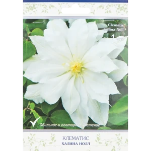 Клематис крупноцветковый Халина Нолл h15 см 83431382 STLM-2012108