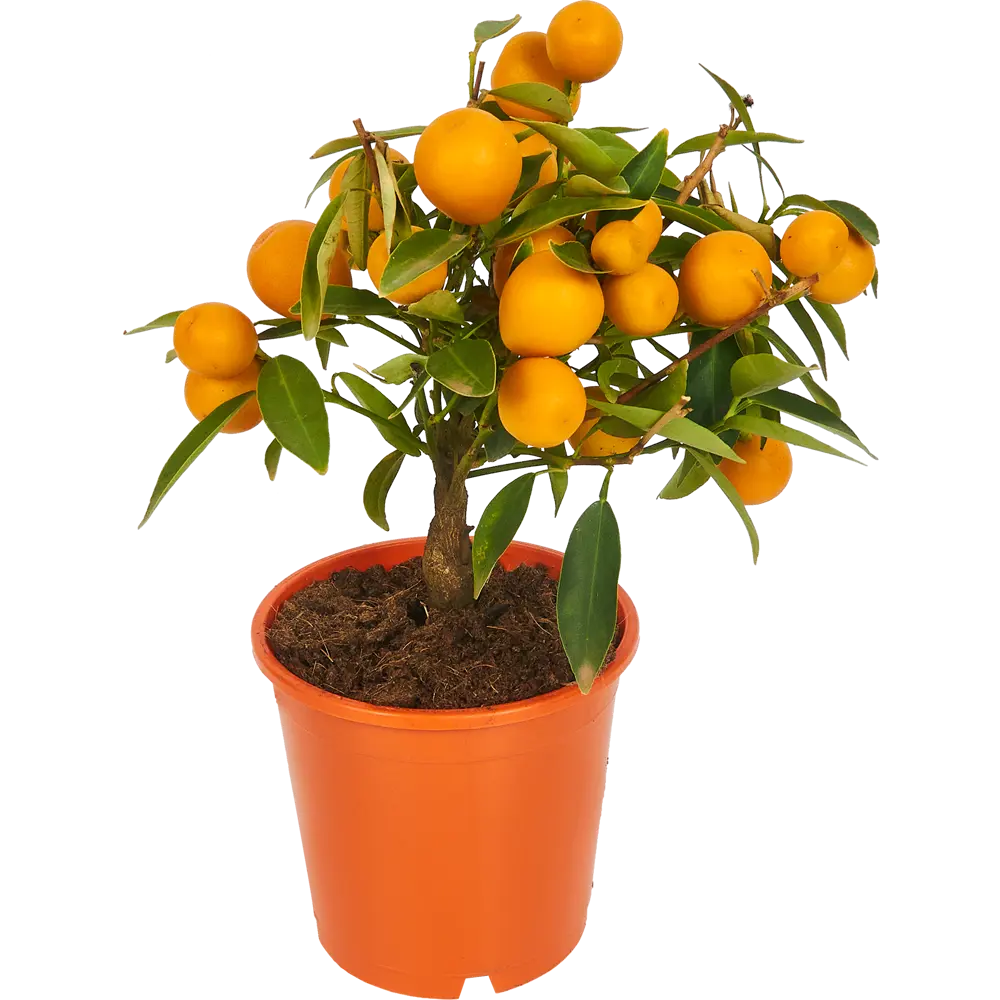 Santreyd Лимонное дерево - вечнозеленый цитрус для дома 84802343 STLM-0055342