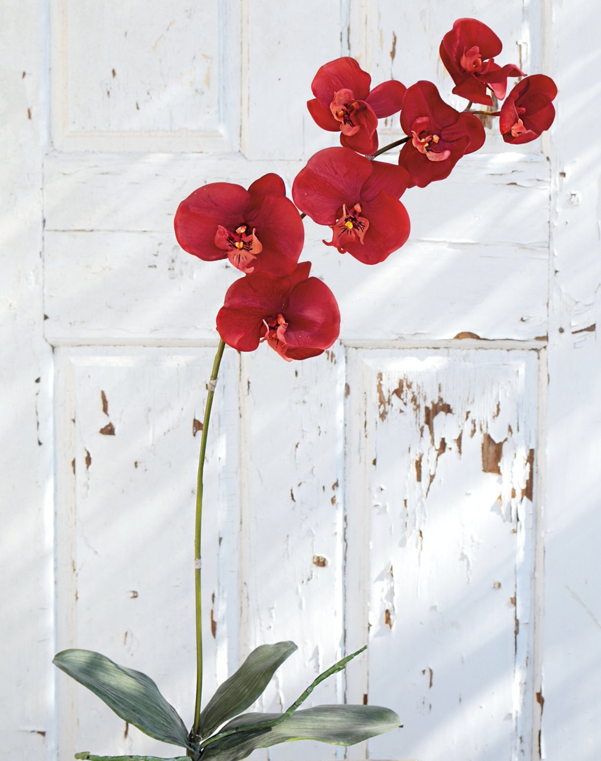 2526 344 a2 Искусственная орхидея Phalaenopsis, 73 см, real touch, темно-оранжевый H-andreas  - Вид №5