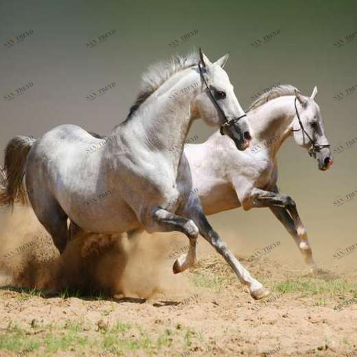 WP01269 Фотообои Verol Фотообои decoline 1х1 м