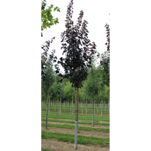 Клен остролистный Роял Рэд 12-14 см h250-300 см 85087701 STLM-2052794