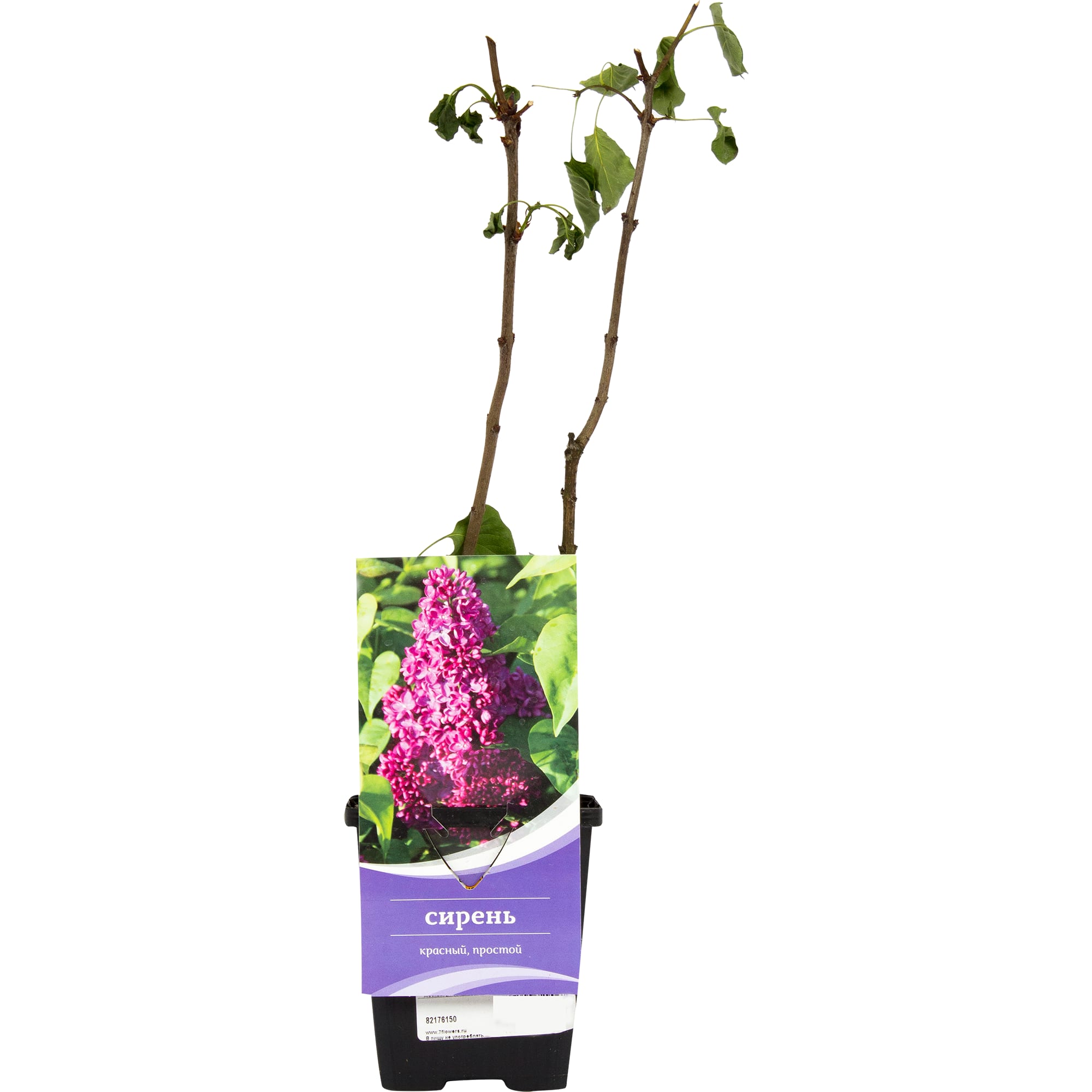82176150 Сирень обыкновенная «Знамя Ленина» P9 Santreyd  - Вид №2