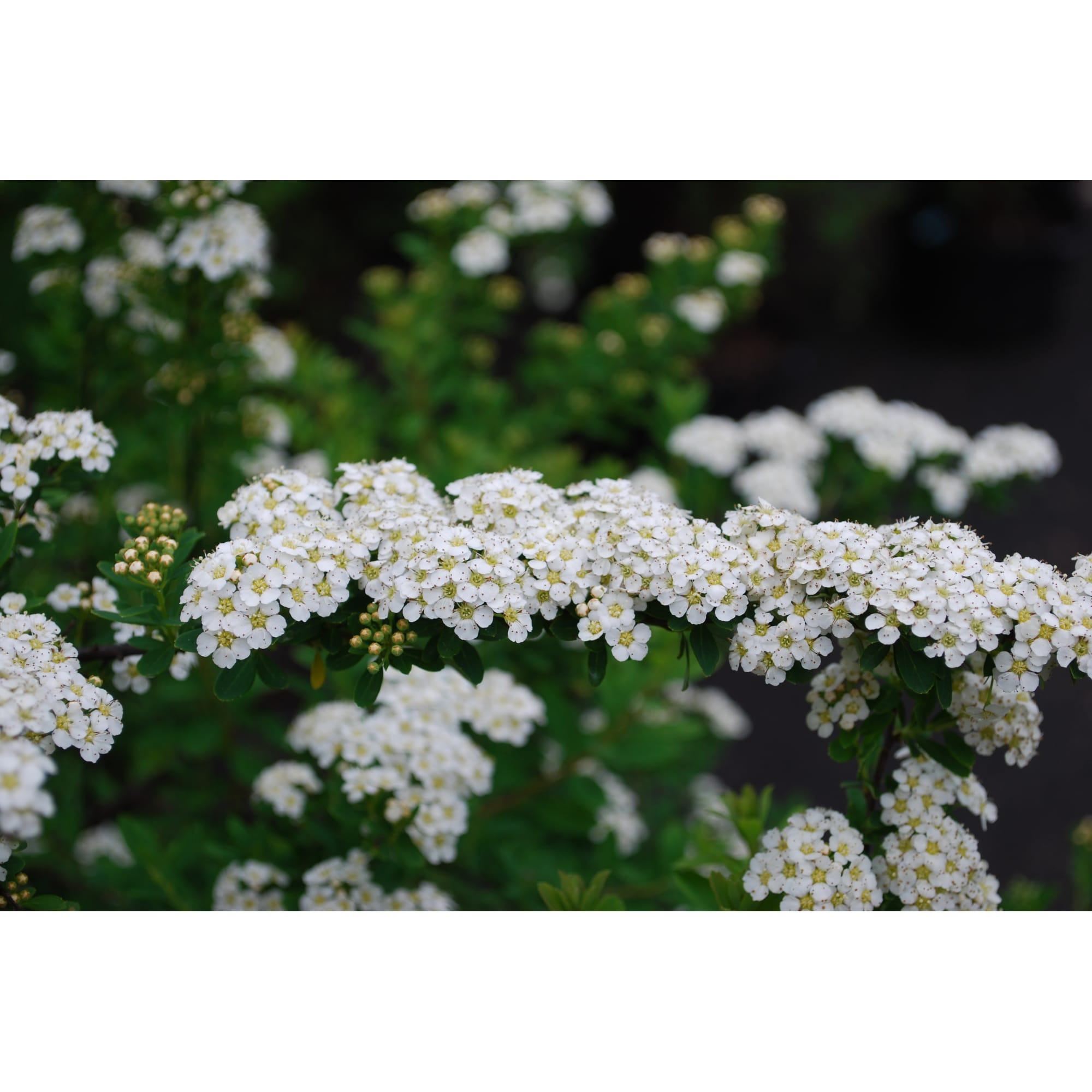 82595258 Спирея ниппонская «Флешенфуллер» 15x25 см Santreyd  - Вид №3