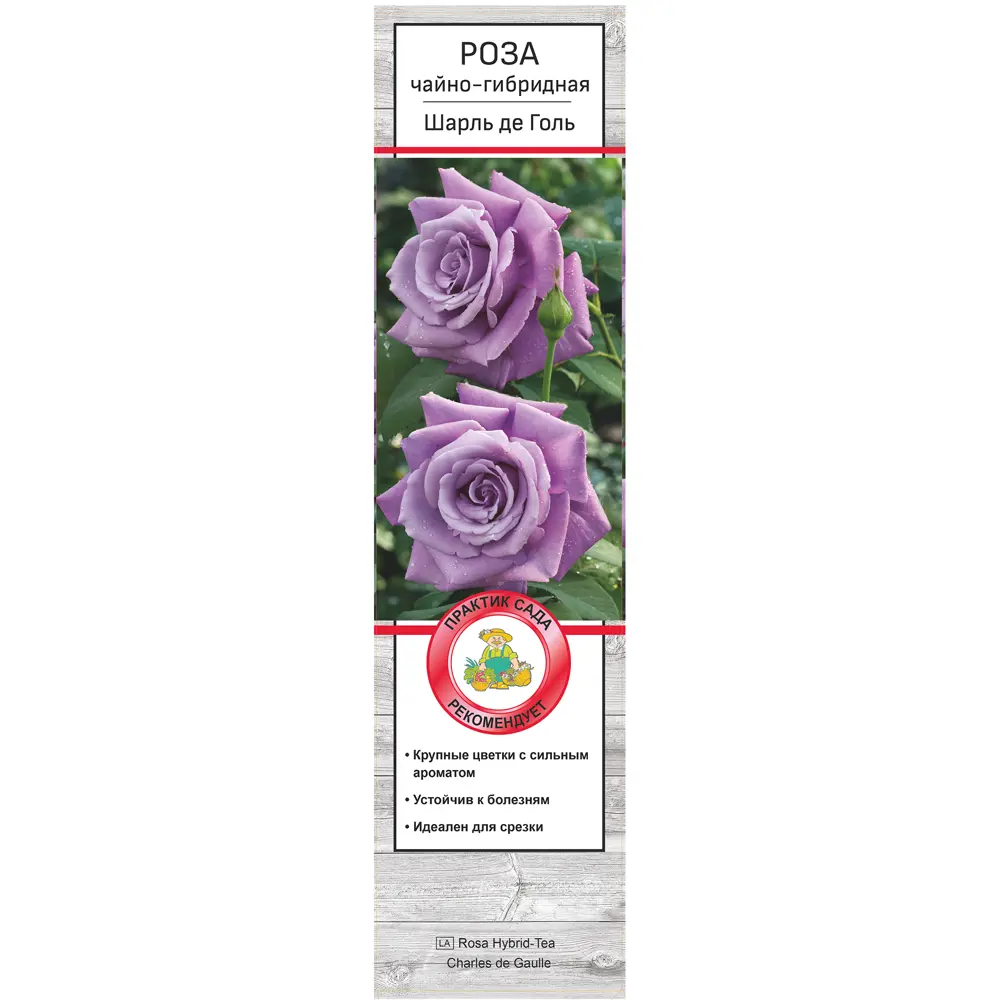 Роза чайно-гибридная Шарль де Голь h37 см 83786575 STLM-2192052 Santreyd  - Вид №1