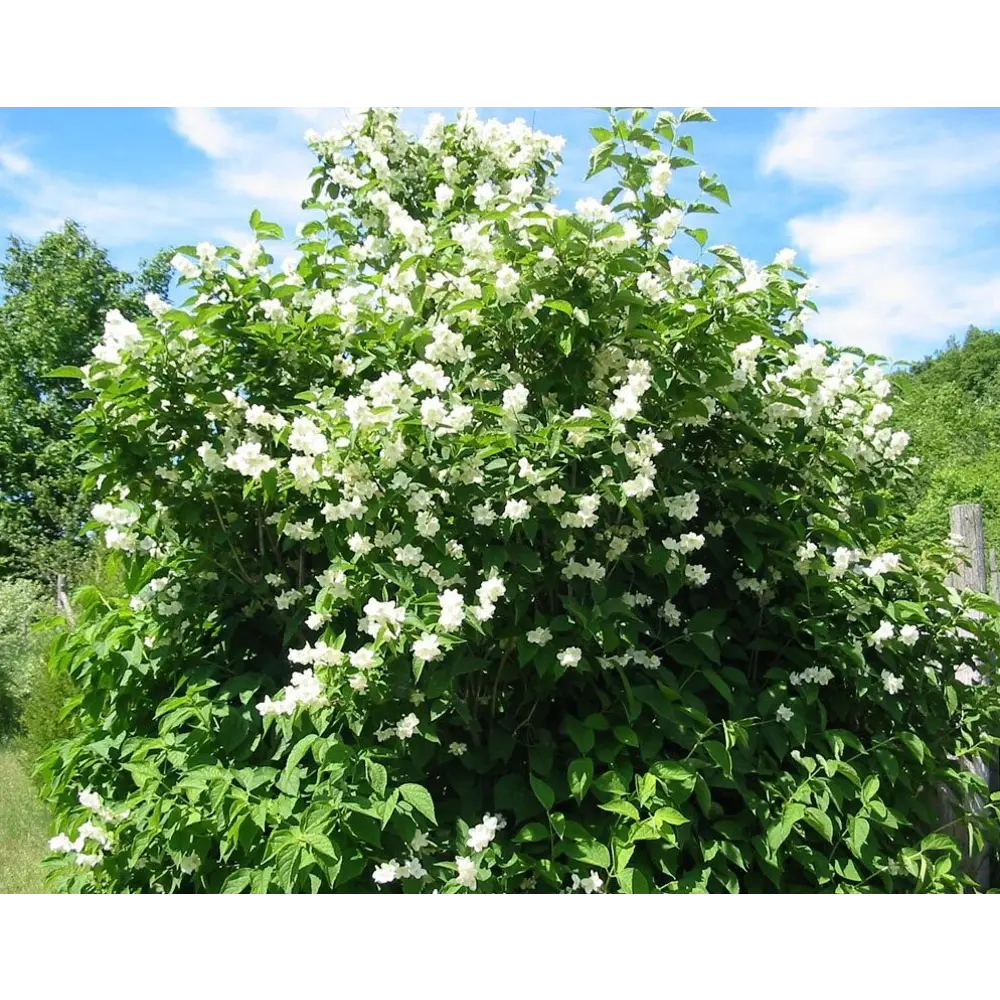 Чубушник венечный ø17 h40 - 60 см 87691081 STLM-2027418 PLANTMARKET 