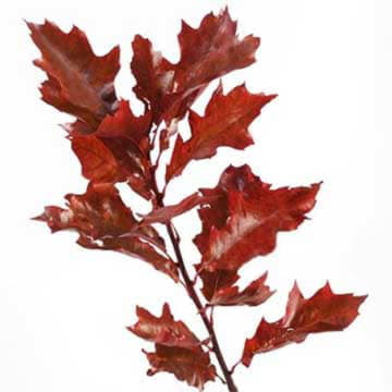 Листья дуба крашеные красные 80 см Santreyd 26379 - Вид №1