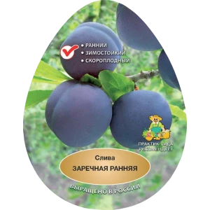 Слива Заречная ранняя h200 см в сетке Поиск Инвест 84399313 STLM-2001137