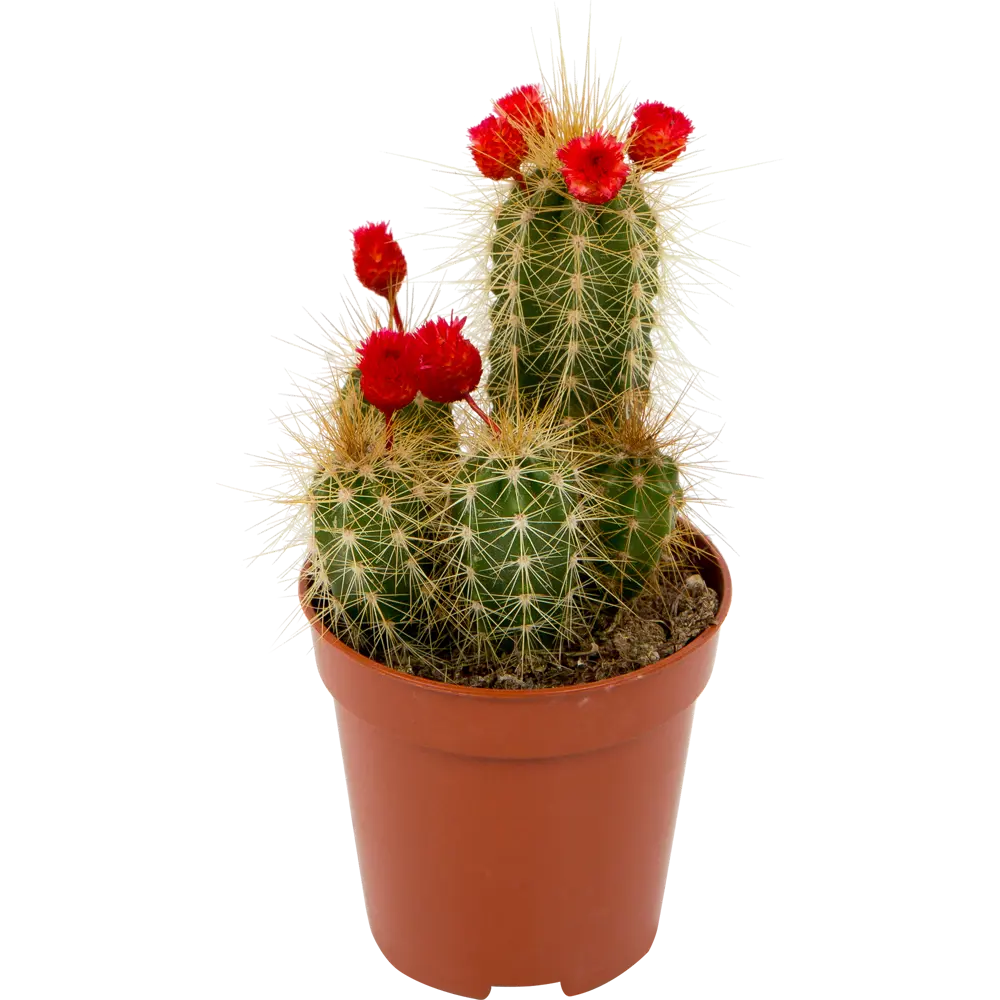 Santreyd: Голландский микс кактусов для современного интерьера 82548639 STLM-0029511