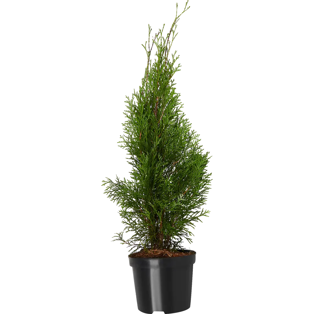 Santreyd Туя западная Смарагд — изумрудная пирамида для живых изгородей 84429198 STLM-0049925 - Вид №1