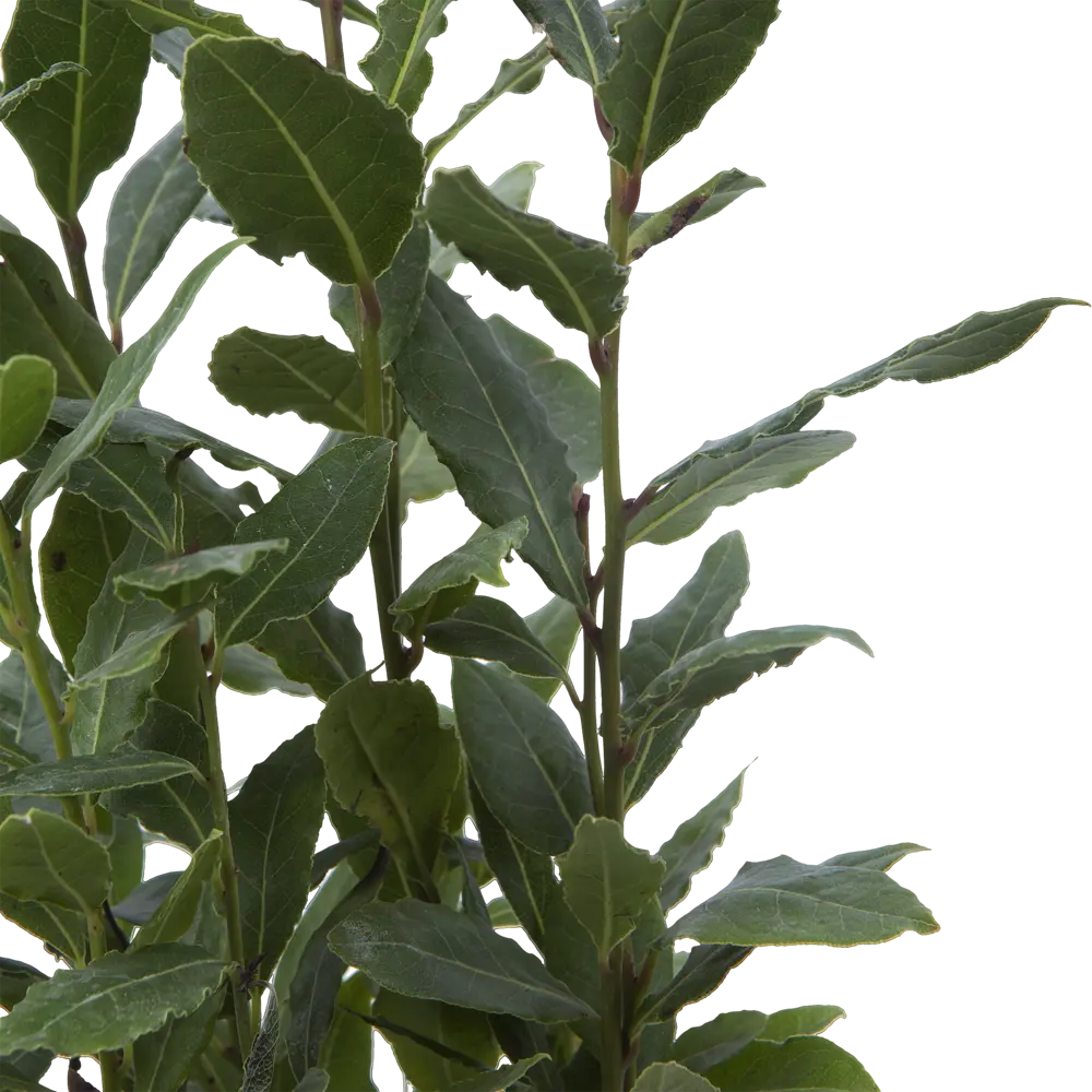 Лавр Нобилис 9х25 см Santreyd STLM-2010661 - Вид №2