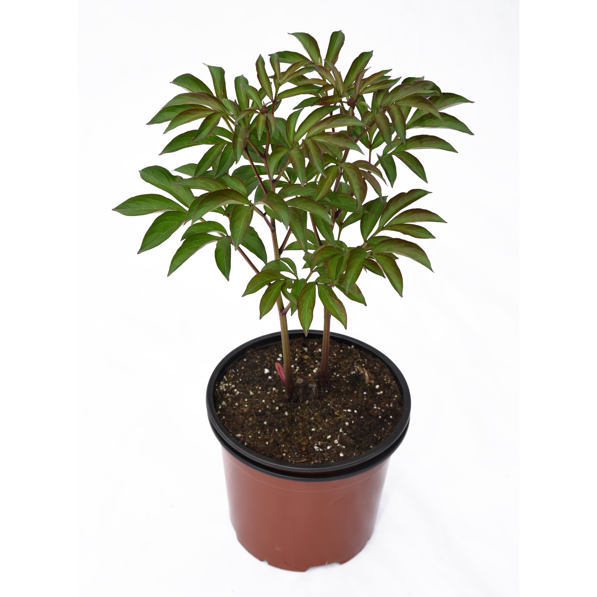 85324439 Пион ито-гибрид микс ø18.5 h70 см Santreyd 