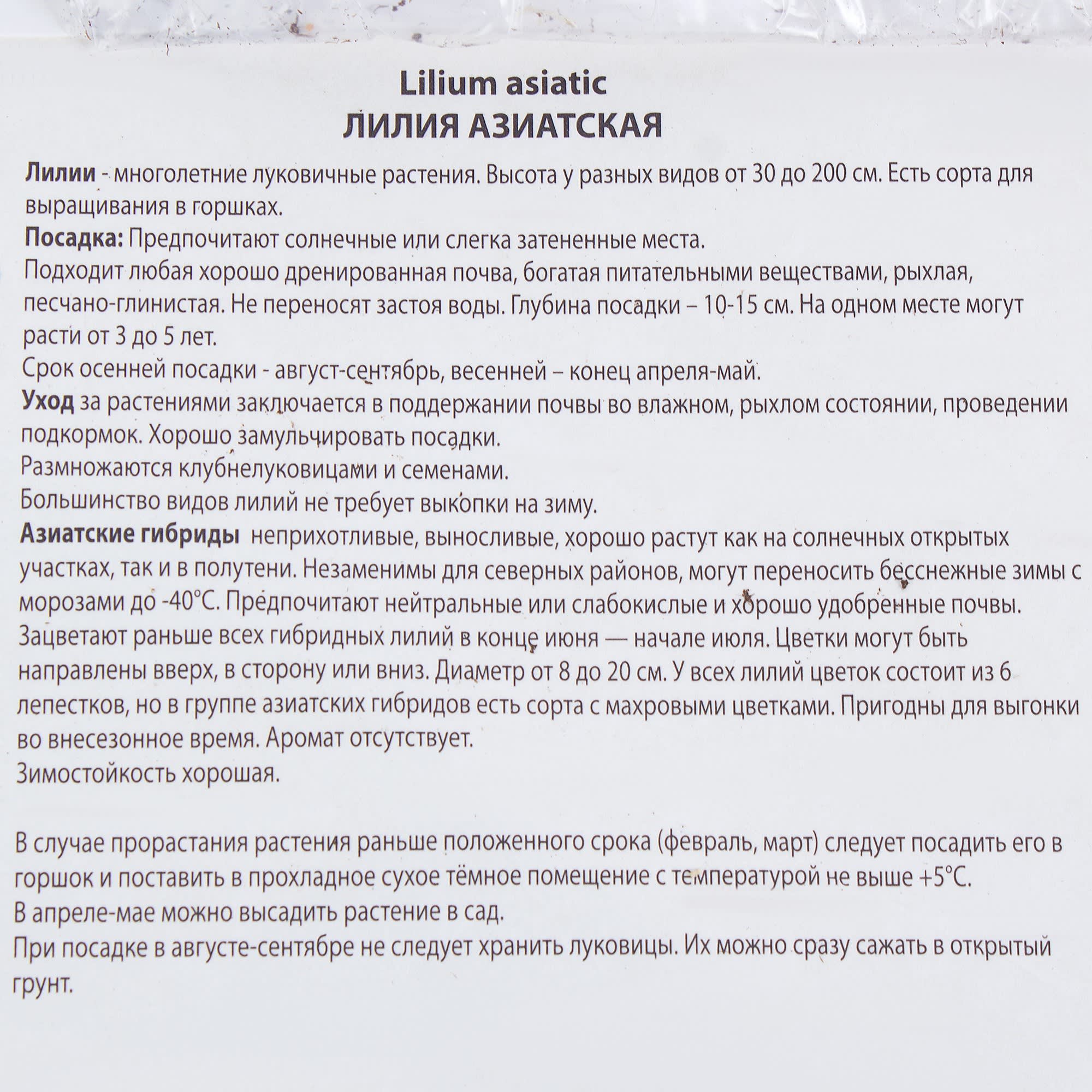 81945472 Лилия азиатская «Йети» Santreyd  - Вид №2