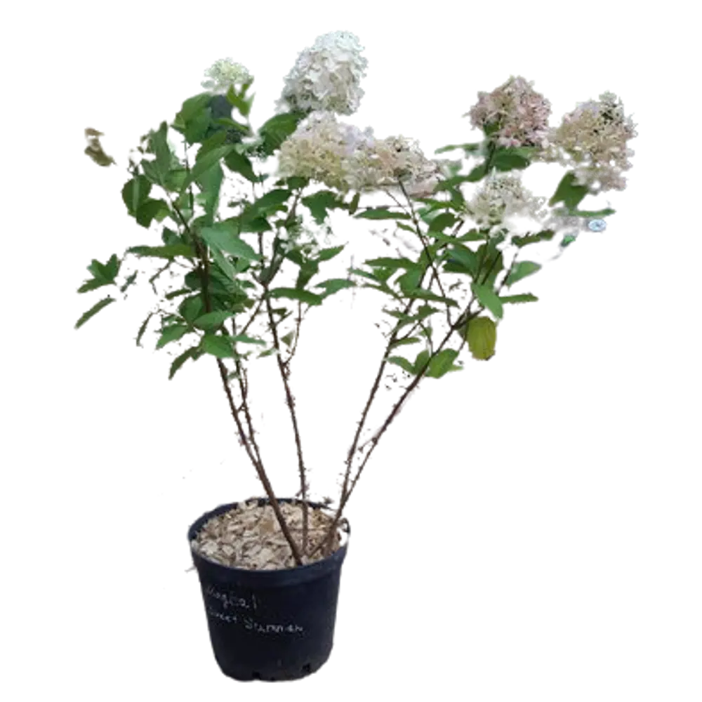 Гортензия метельчатая Саммер Лав ø15 h60 см 84831999 STLM-2005102 PLANTMARKET 