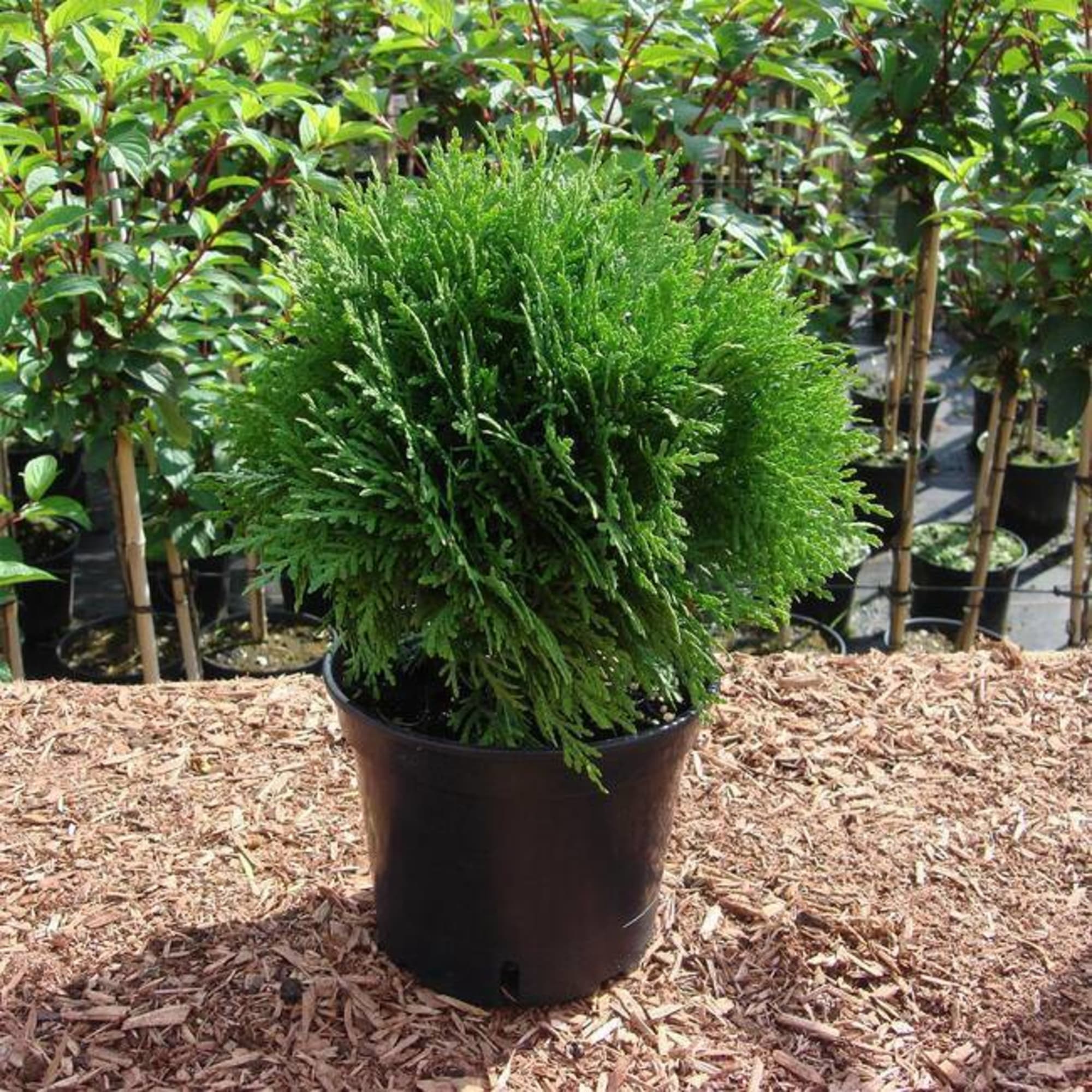 82601605 Туя западная «Даника» 9x12.5 см Santreyd  - Вид №2