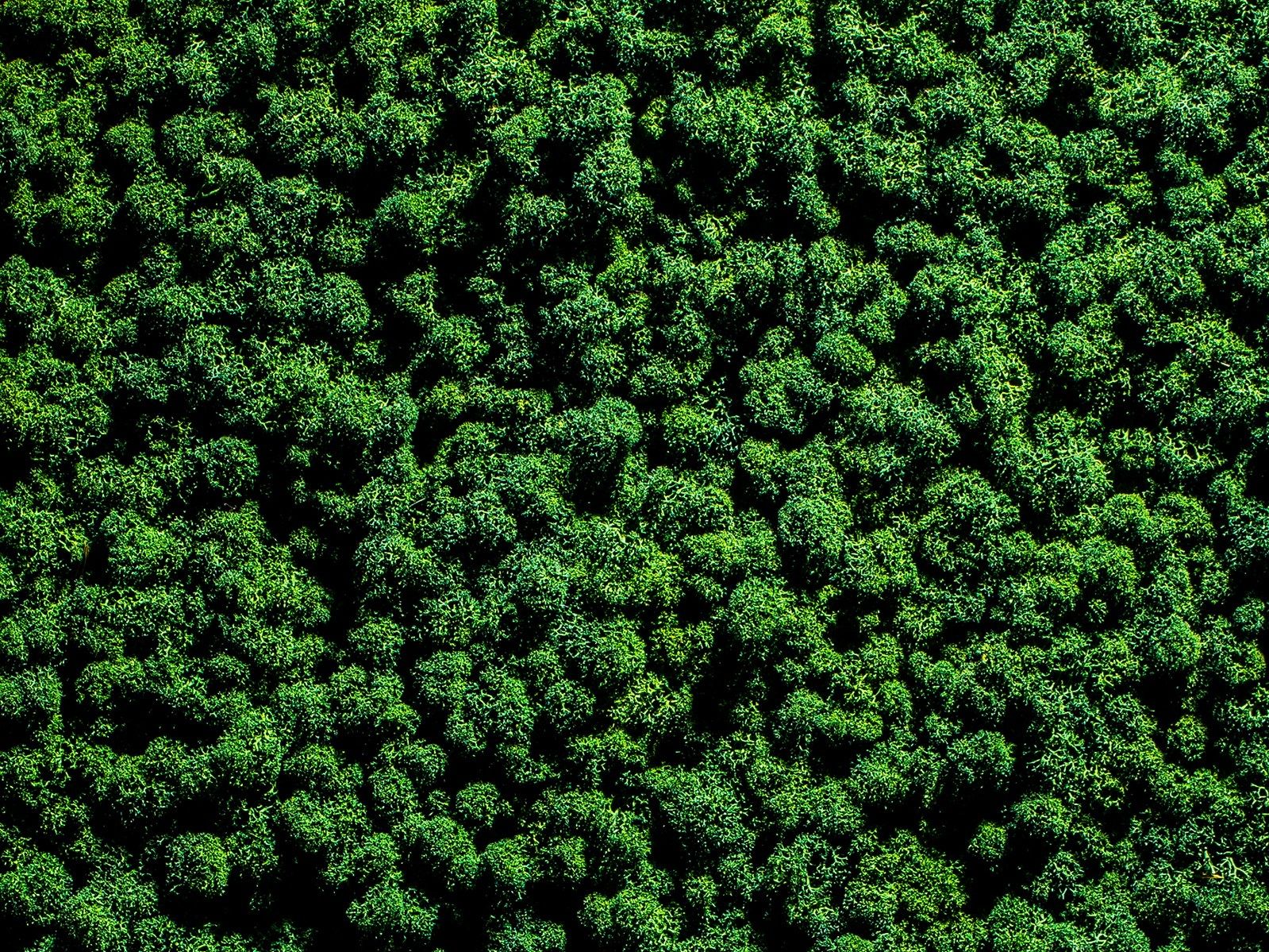 Растительная стена из мха Freund GmbH Green ARCH-00131248 - Вид №10