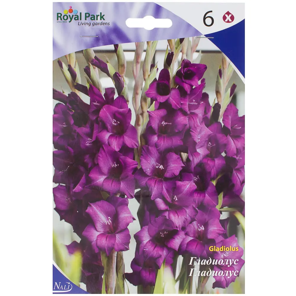 Гладиолус «Пёпл Флора» 10/12 (P.FLORA) Santreyd STLM-2118422