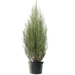 Можжевельник скальный Фишт ø50 h160 см