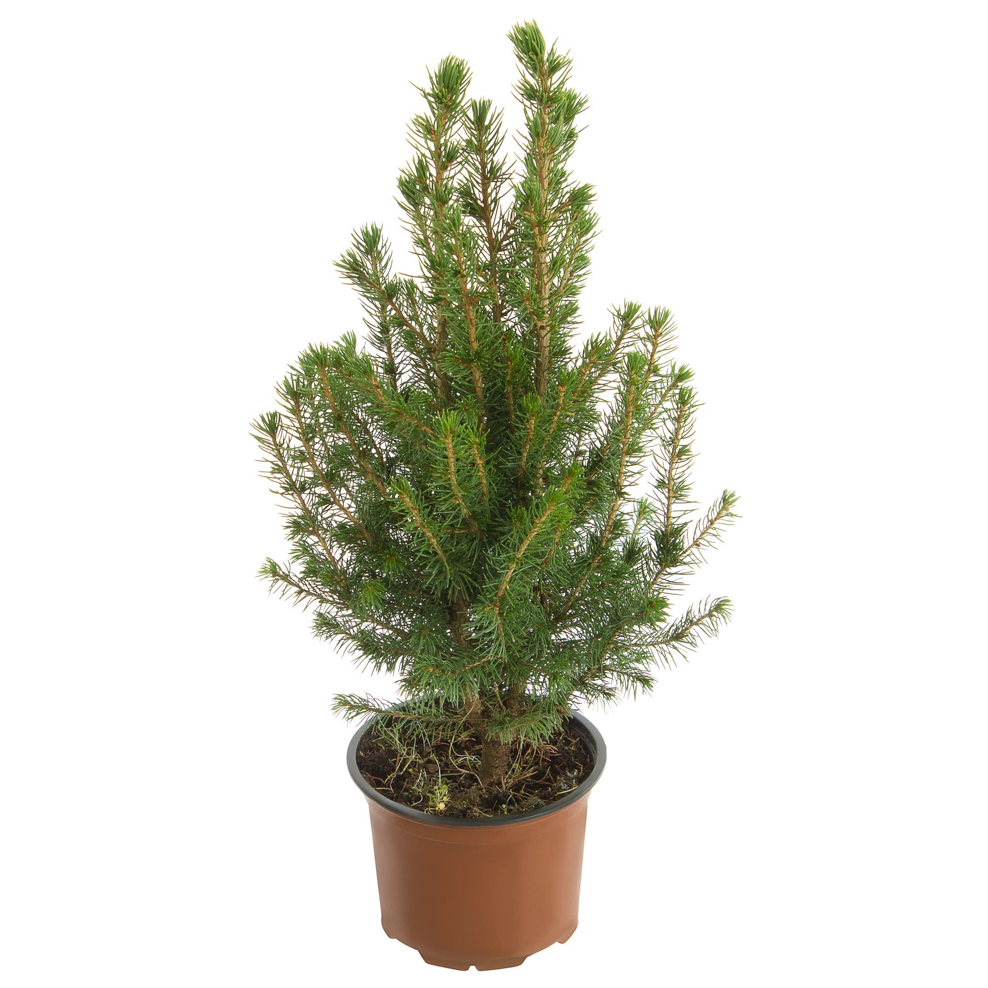 17273312 Ель живая «Глауконика», 13х50 см Santreyd 