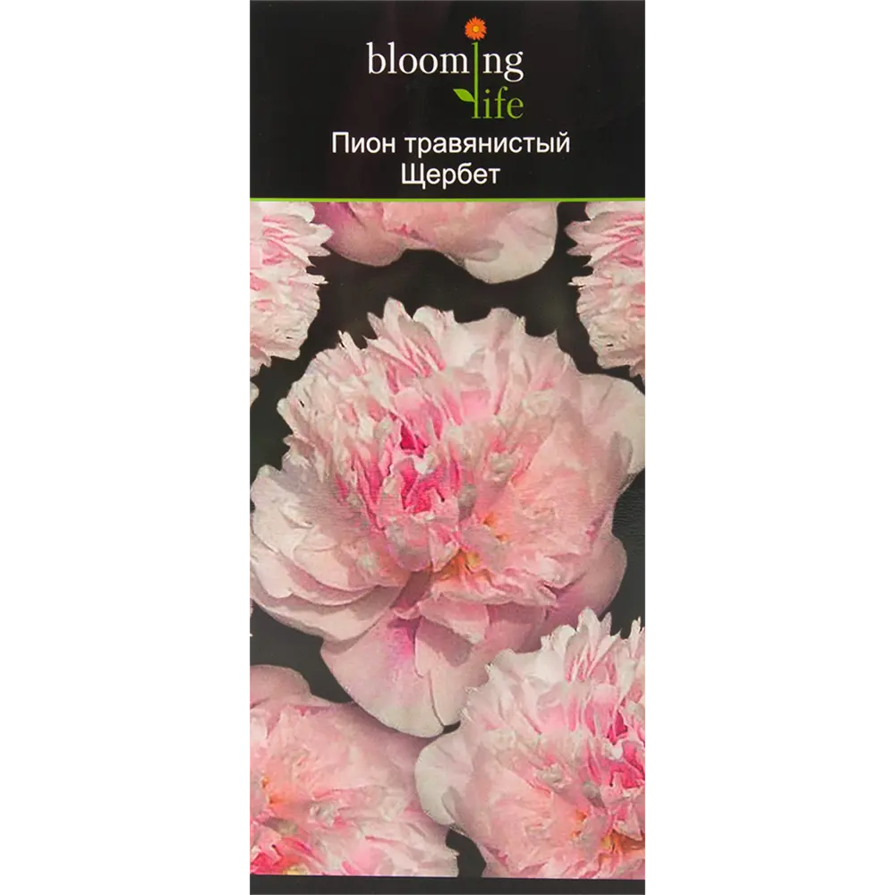 Пион травянистый Щербет в тубе 82539506 STLM-2185235 BLOOMING LIFE 