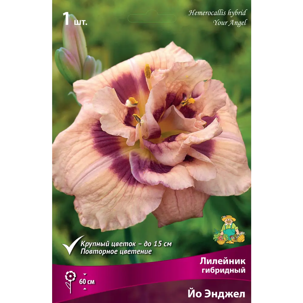 Лилейник гибридный «Йо Энджел» разбор I 82661827 STLM-2128116 Santreyd 