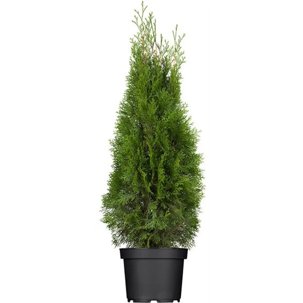 Туя западная Смарагд ø40 h140 - 160 см 84832926 STLM-2135905 PLANTMARKET 