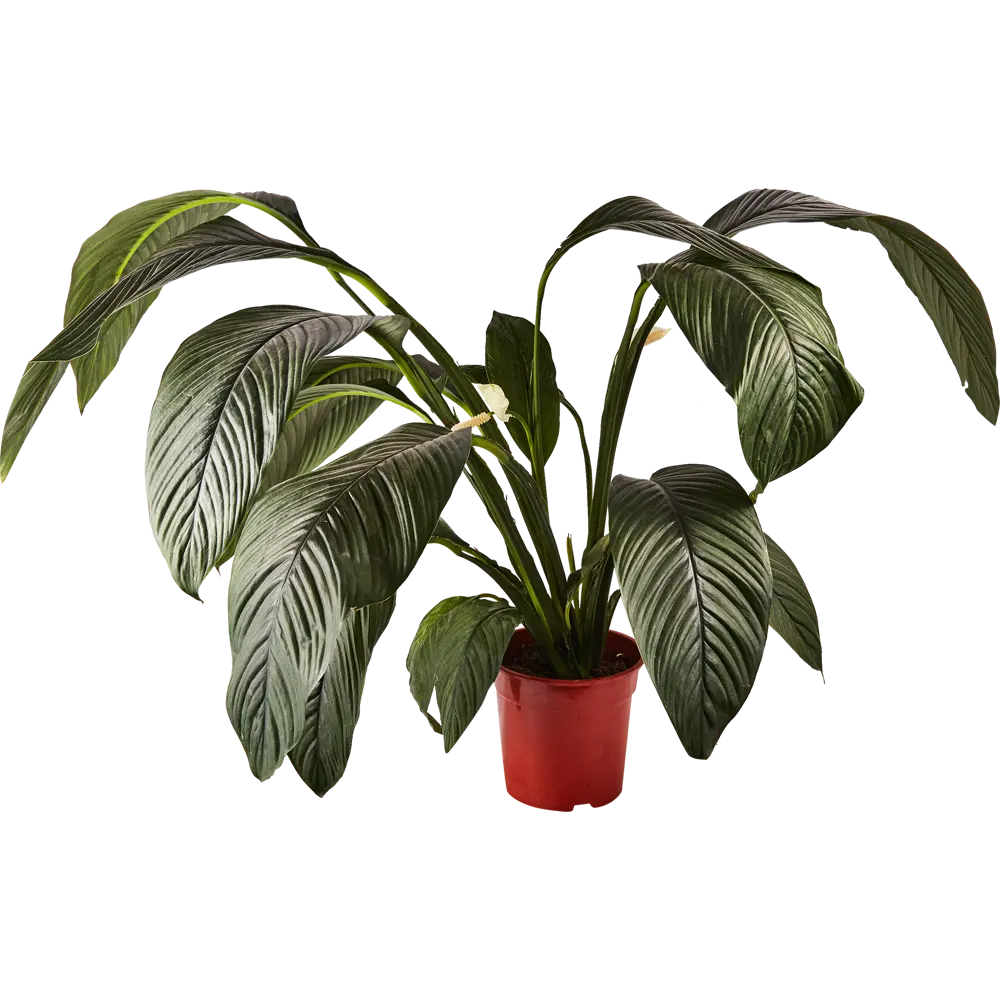 Santreyd Спатифиллум Сенсация — элегантный акцент вашего интерьера 84587321 STLM-0052452 - Вид №1