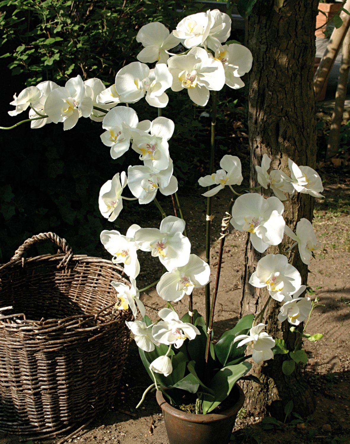 2483 778 a3 Искусственная орхидея Phalaenopsis, горшечная, 115 см, бежево-белая H-andreas  - Вид №1