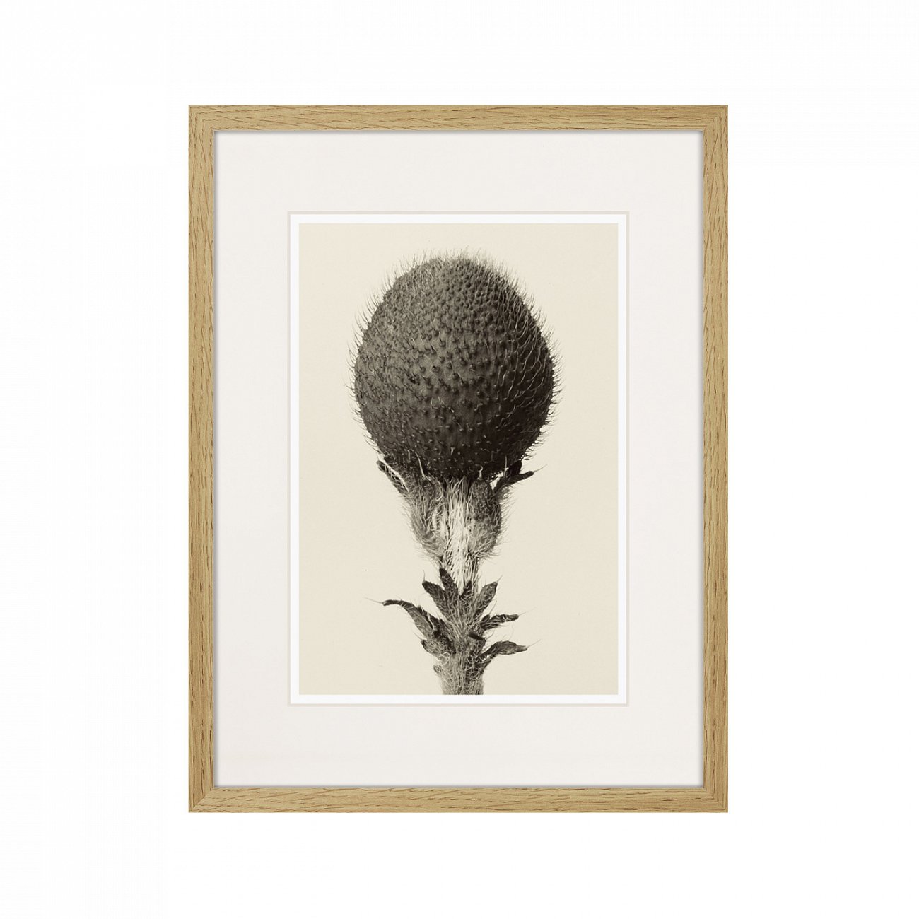 Картина: Botanical philosophy of forms №6, 1912г. КАРТИНЫ В КВАРТИРУ  264880 Разноцветный  - Вид №1