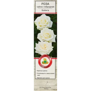 Роза чайно-гибридные «Бойнга» 18346149 STLM-2022211