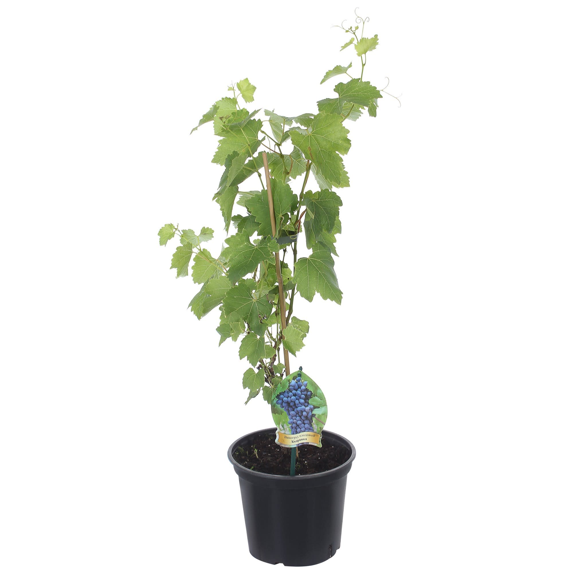 81969624 Виноград плодовый «Кодрянка», контейнер 2 л Santreyd 