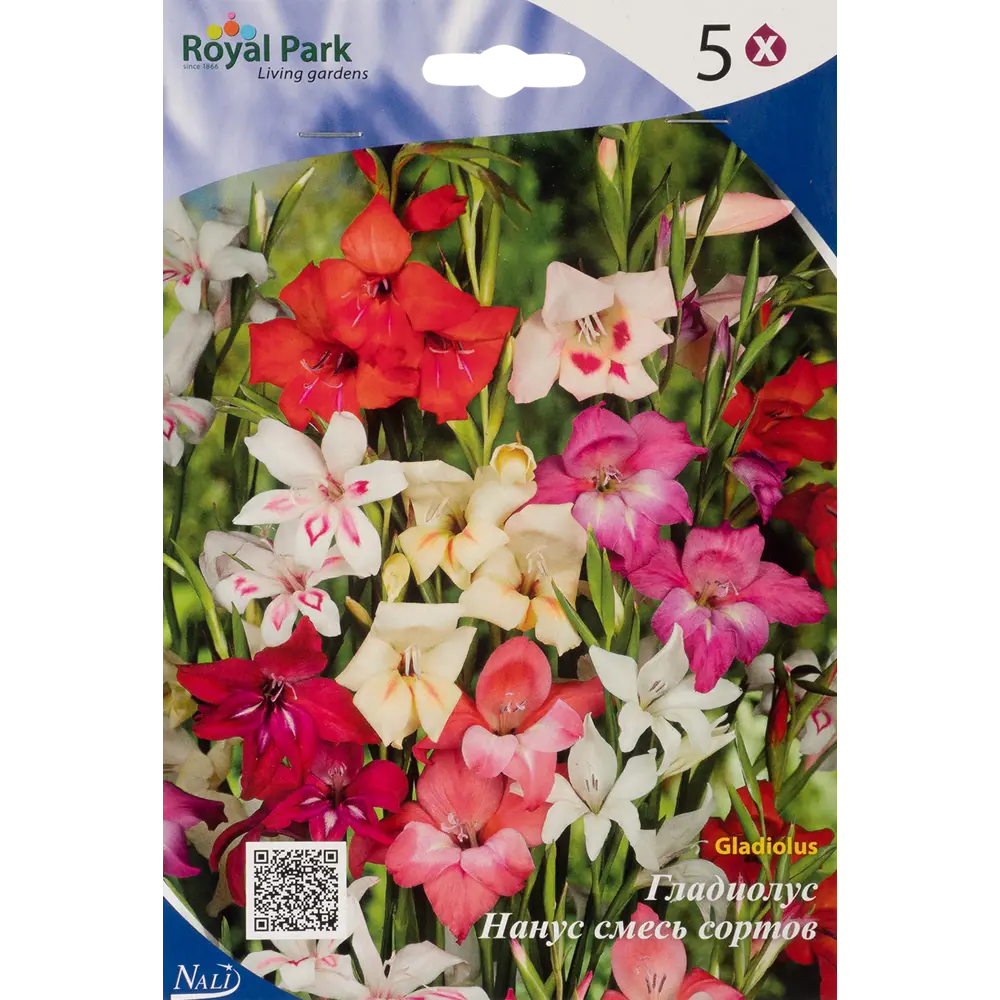 Гладиолус, смесь низких сортов, 8/10 Santreyd STLM-2085441