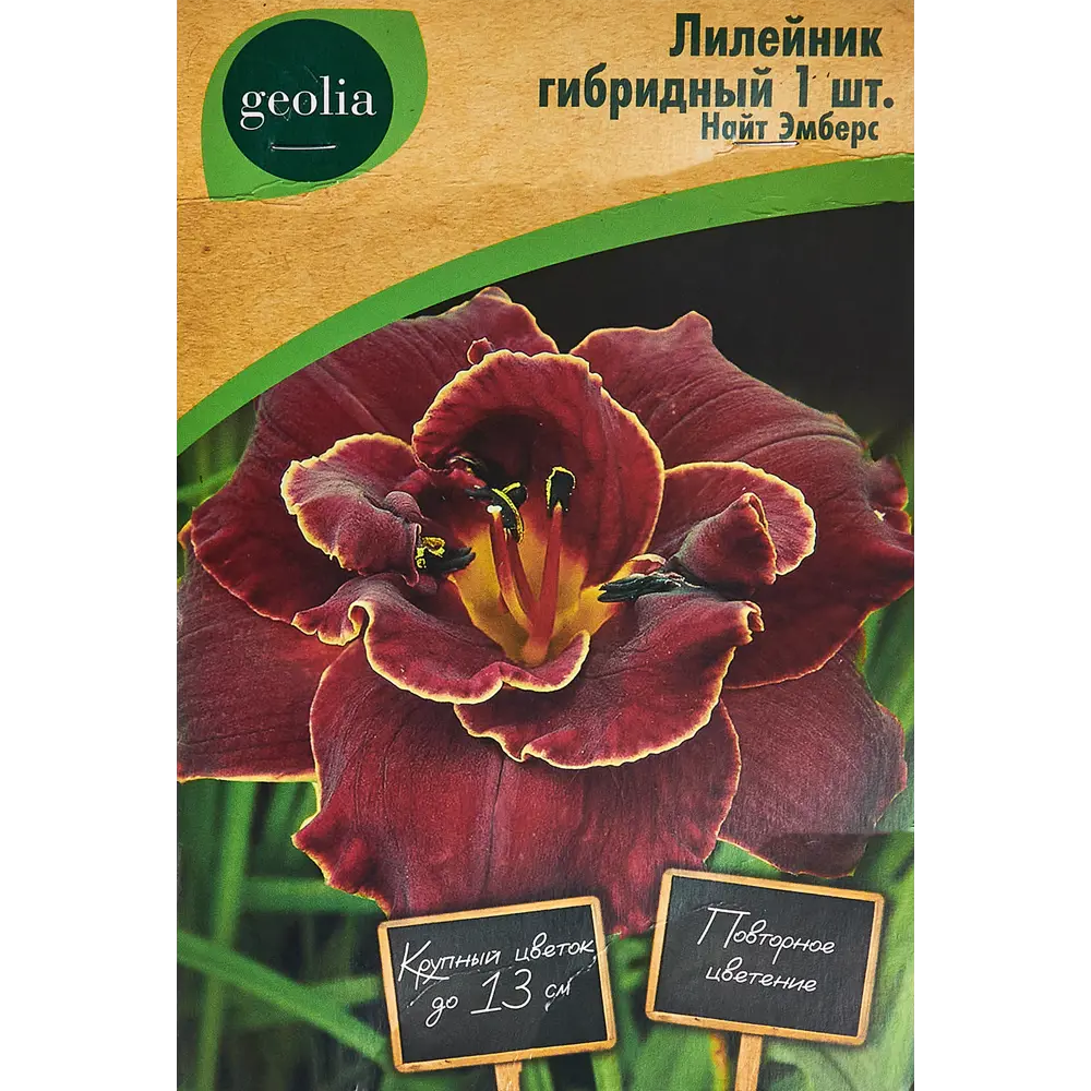 Лилейник Geolia гибридный Найт Эмберс 86408706 STLM-2204346 