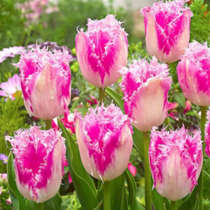 89078342 Тюльпан бахромчатый Хьюс Тен Бош луковица 12/, 8 шт.