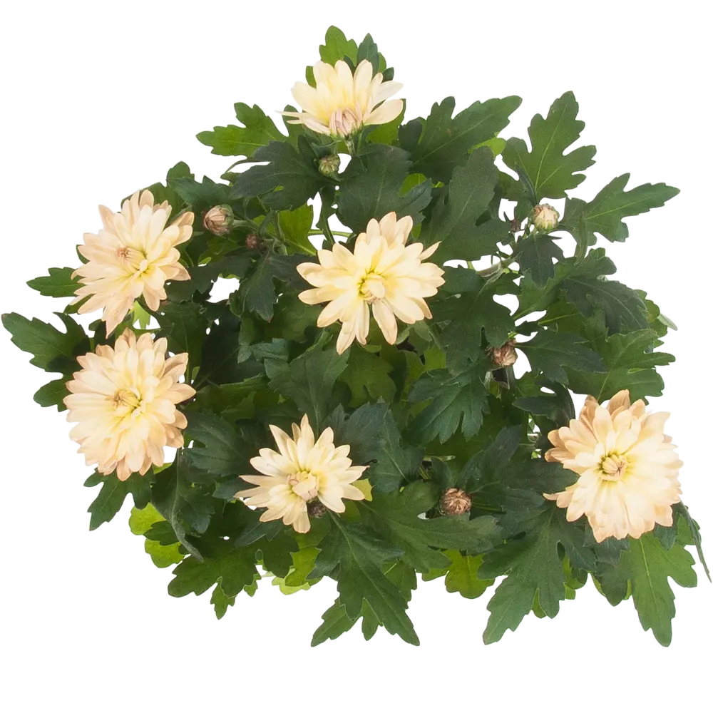 Хризантема Махровая микс 12x25 см 82548594 STLM-2133555 Santreyd  - Вид №1