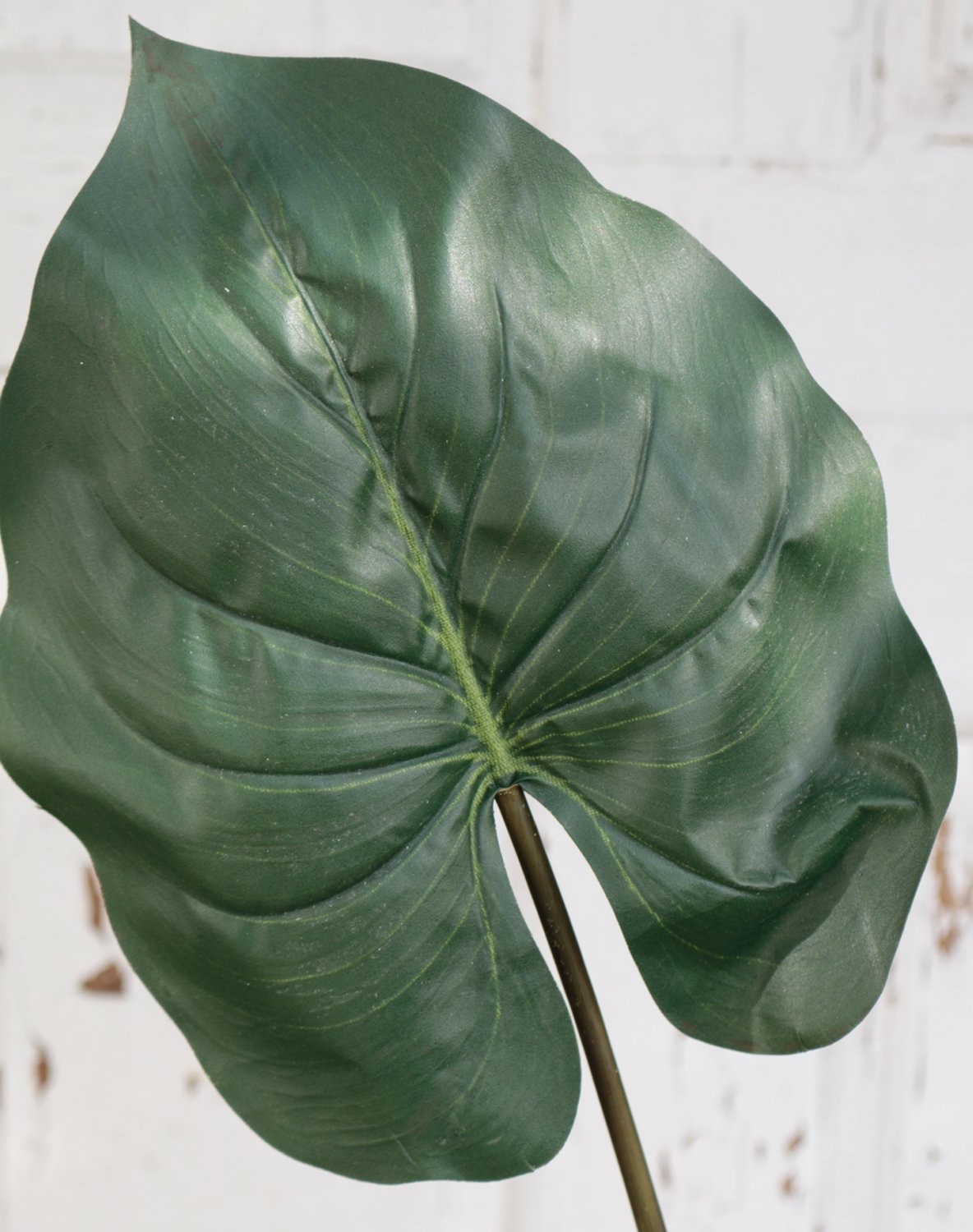 5211 883 a2 Пластиковая пластинка в виде уха слона, 75 см, зеленая H-andreas  - Вид №2