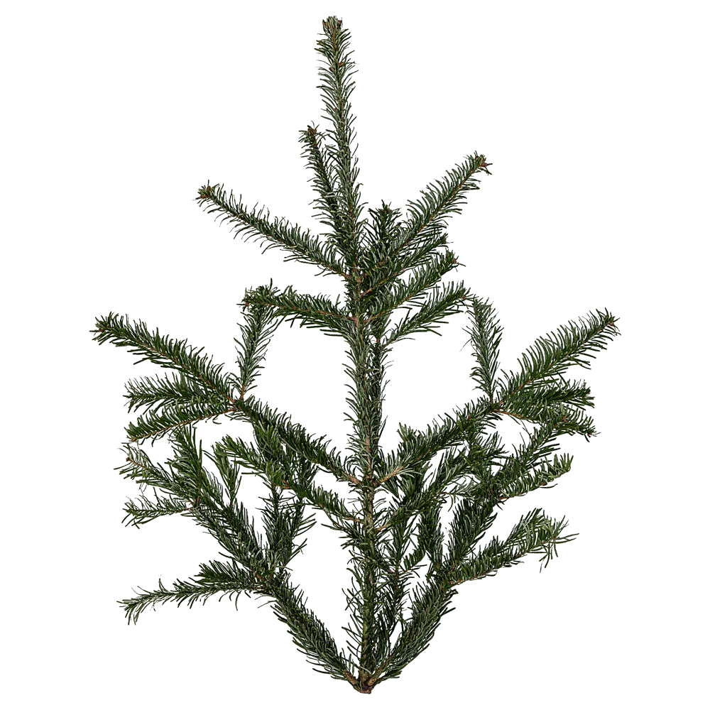 Лапник пихта Нордмана 40-90 см Santreyd STLM-2064351