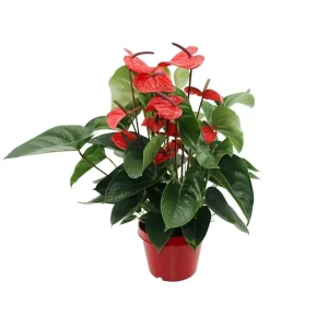 Антуриум микс ø15 h50 см