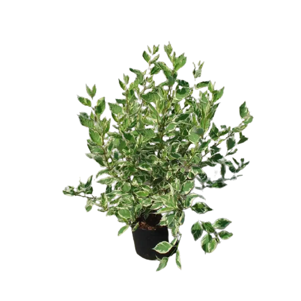Дёрен белый Элегантисима ø9 h15 см 84828835 STLM-2119945 PLANTMARKET 