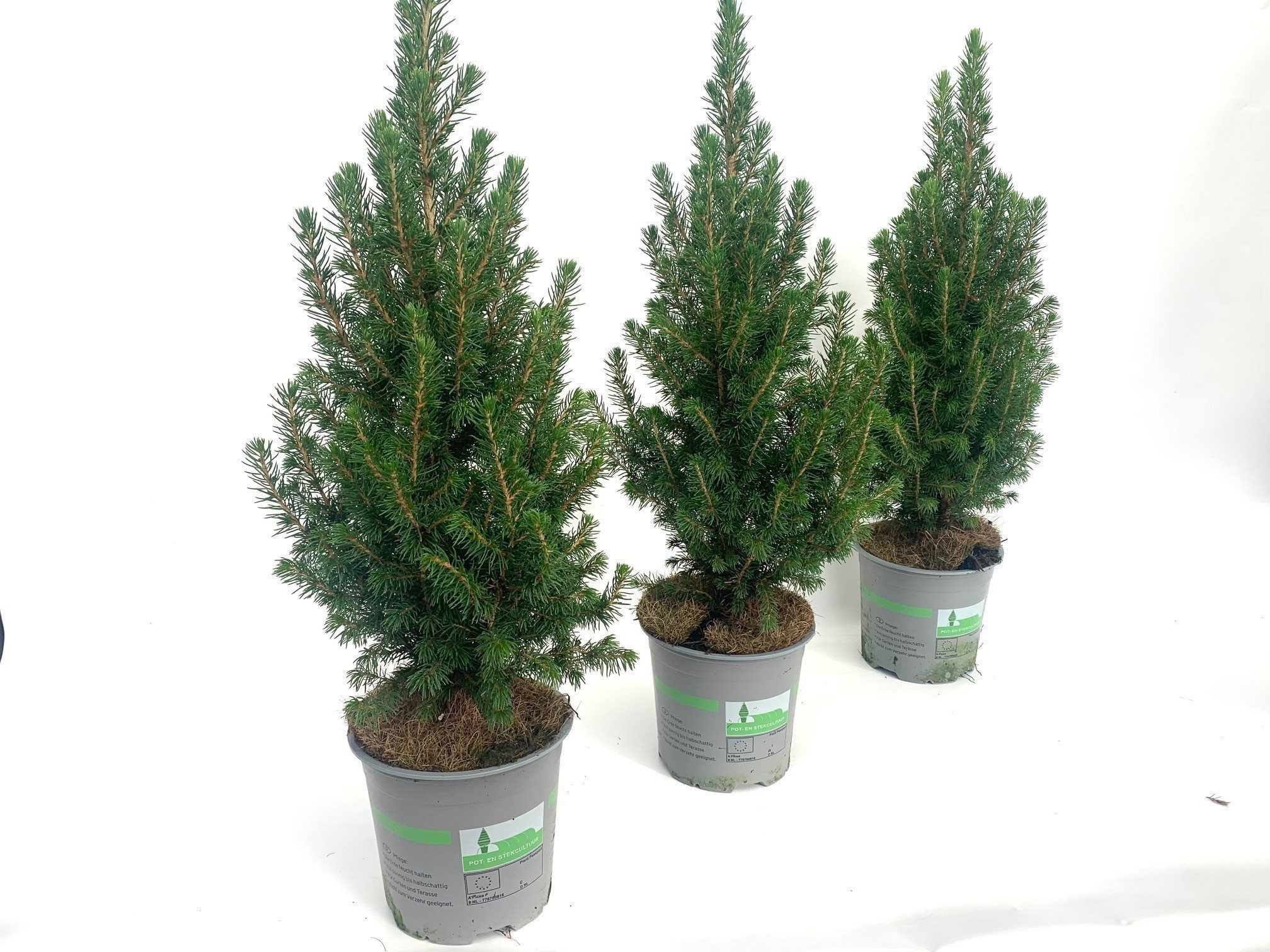 Ель Глаука Перфекта Santreyd - хвойный саженец для сада 87548375 STLM-0074428