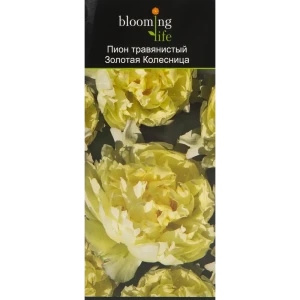 Пион трав. Золотая колесница (в тубе) 14379787 STLM-2057813