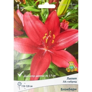 Лилия ла-гибрид Блэкберн 85205750 STLM-2140224