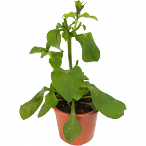 82625827 Петуния микс 9x20 см