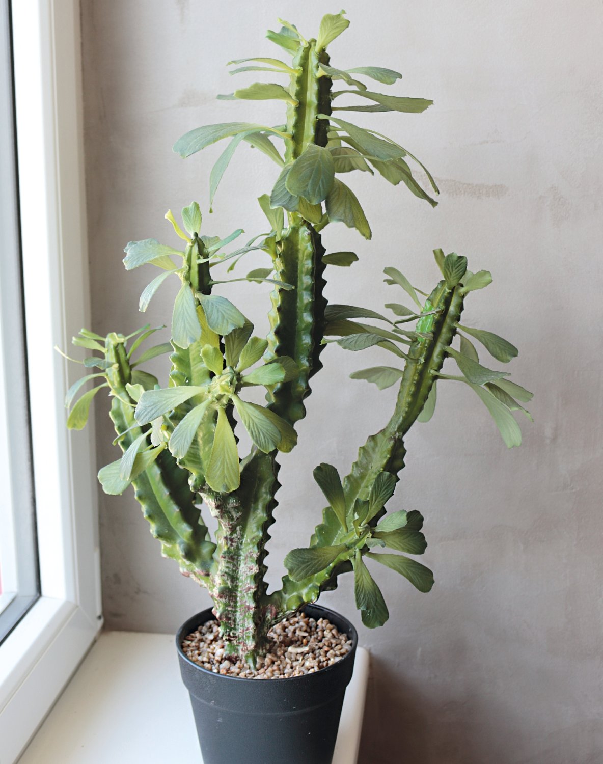 6147 883 a3 Молочай искусственный тригона, горшечный, 63 см, зеленый H-andreas  - Вид №3