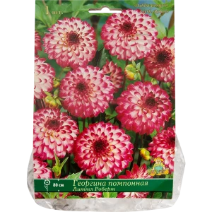 Георгины помпонные «Литтл Роберт», 1 шт. 82118674 STLM-2050694