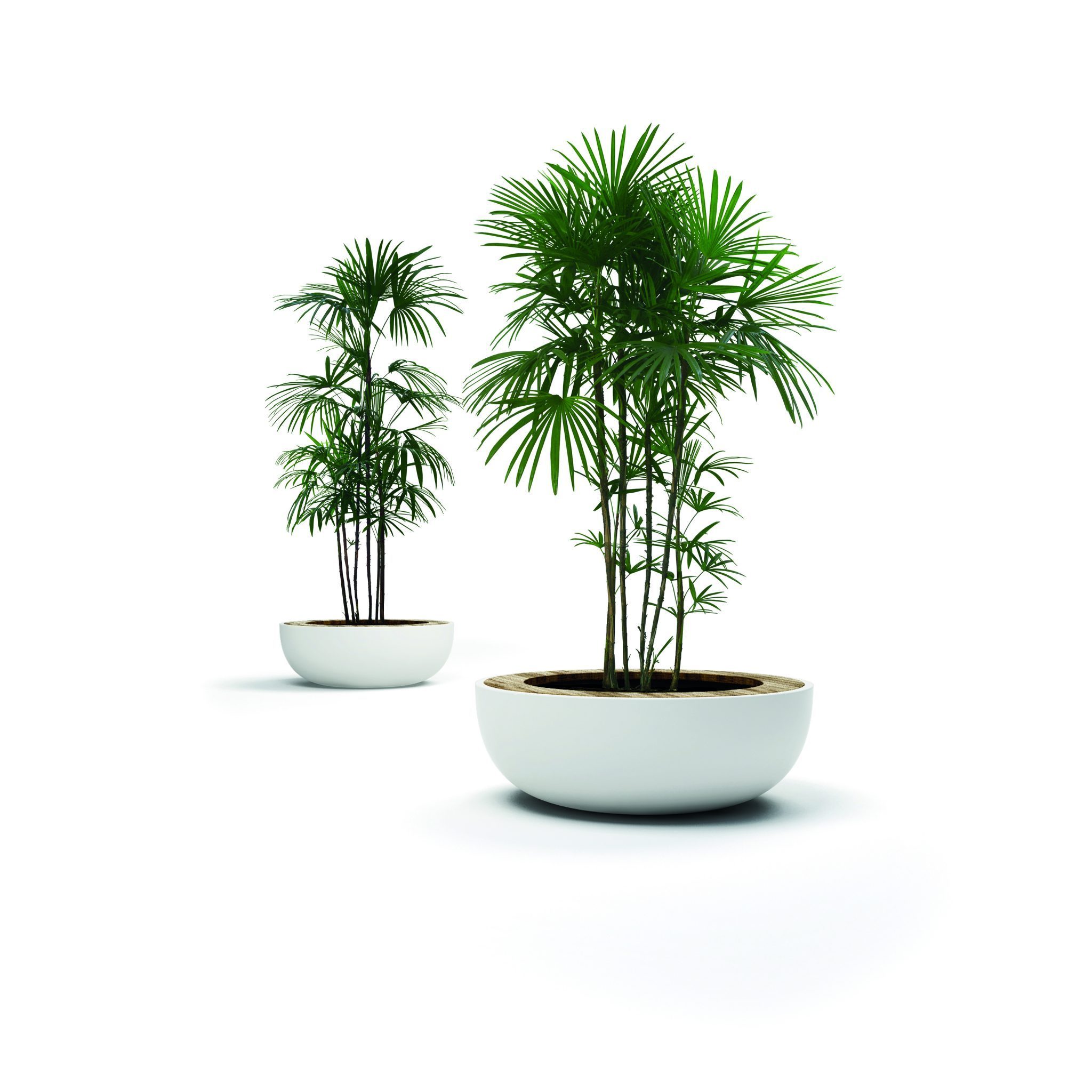 Lid Details Lab23 Плантаторы  - Вид №1