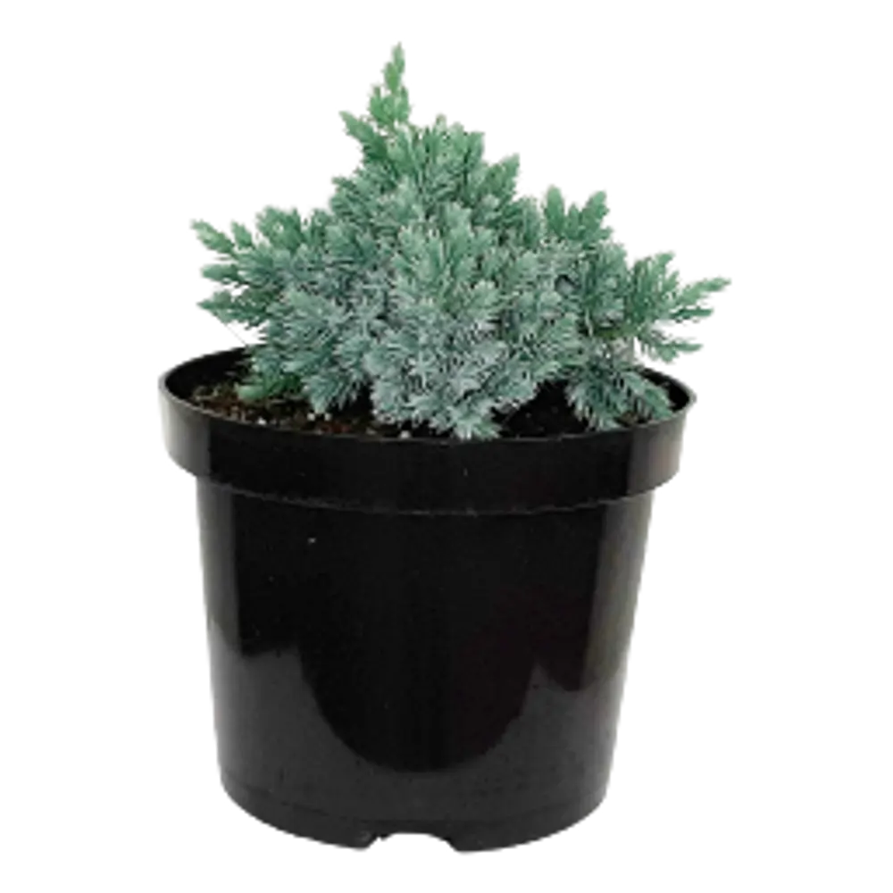 Можжевельник чешуйчатый Блю Стар ø19 h20 см ГАВРИШ STLM-2186123