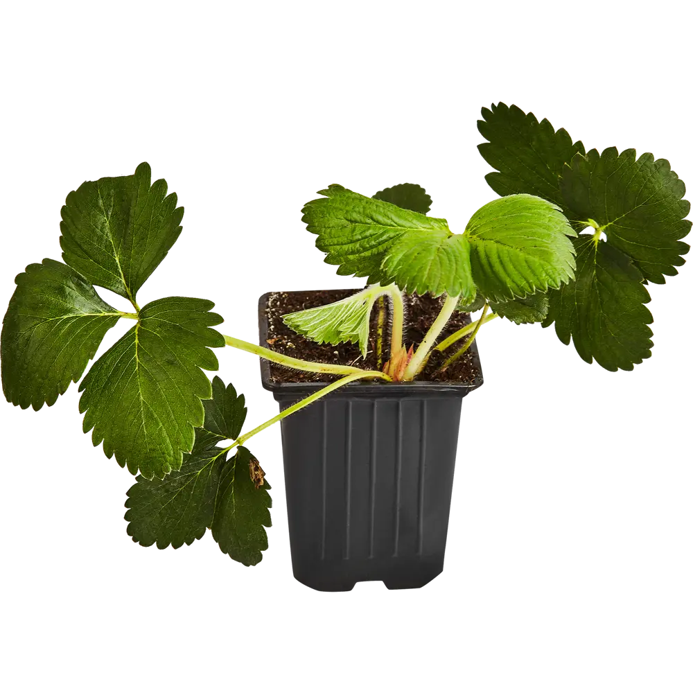 Земляника садовая Таго ø9 h25 см 87767411 STLM-2181186 Santreyd 