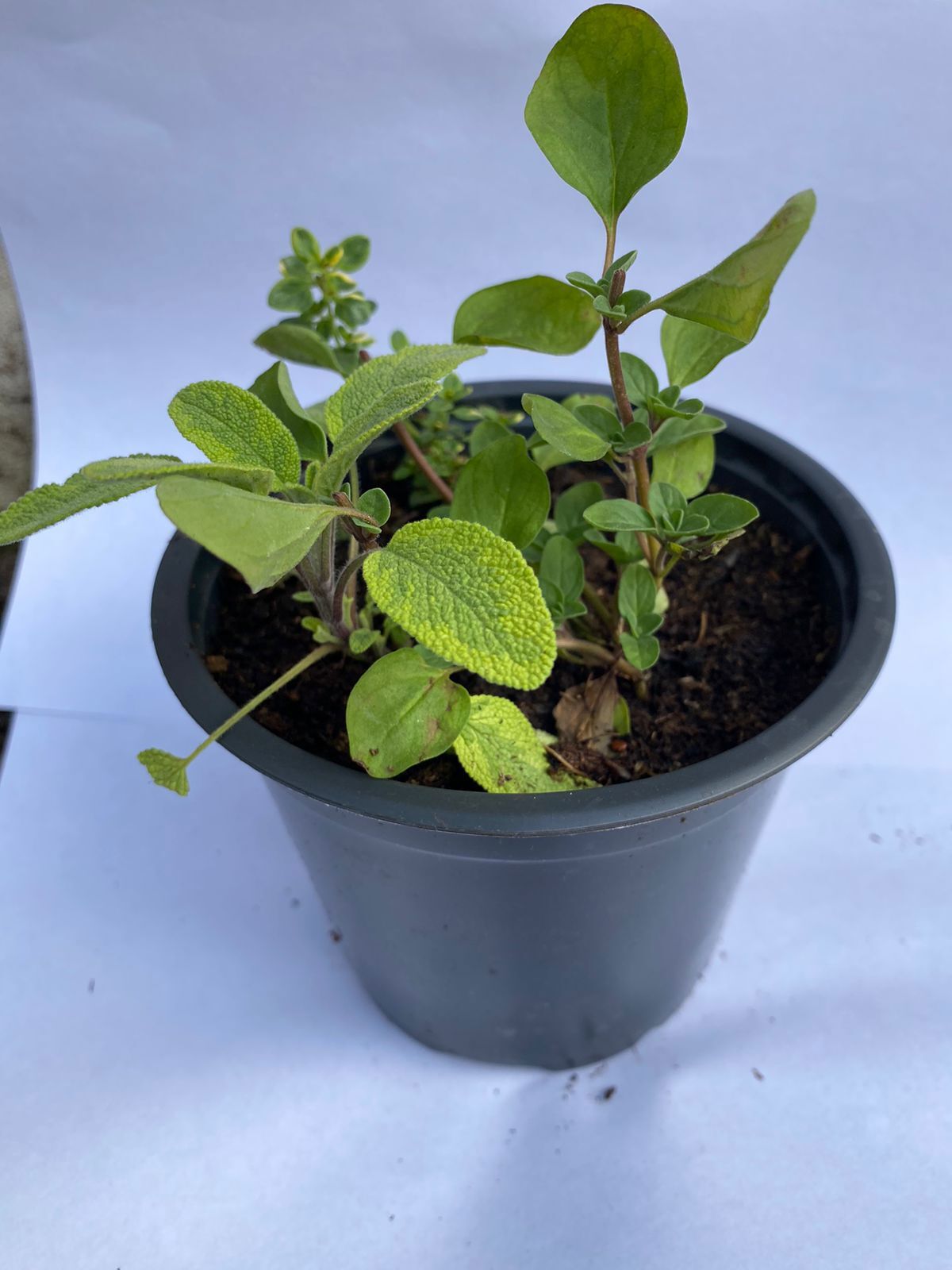 Набор пряных трав Santreyd 'Микс' в горшке ø12 см 87825531 STLM-0075946