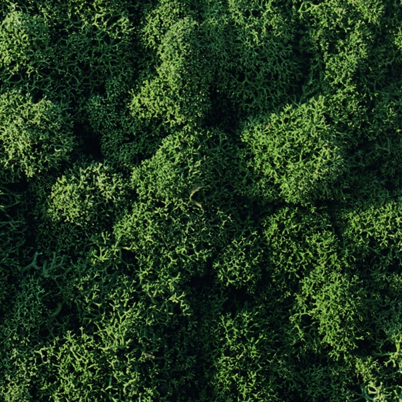 VER001 Лишайник Adriani e Rossi 01 Мох светло-зеленый  - Вид №9